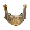 mandible.jpg