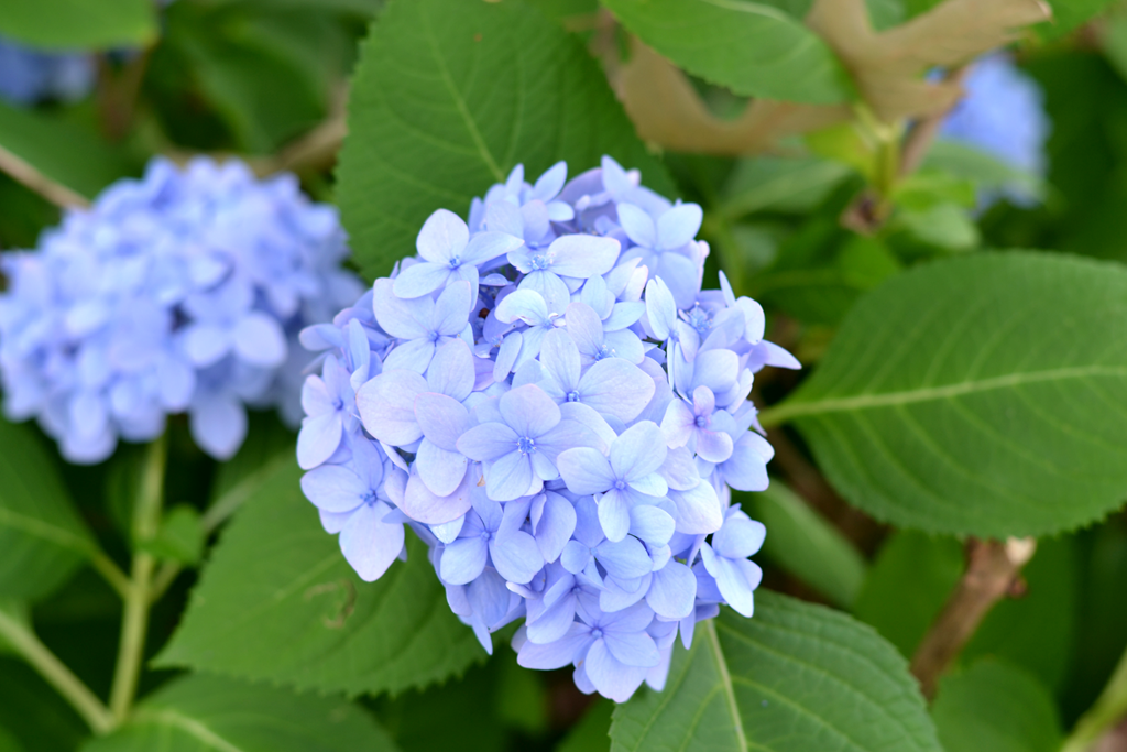 [flowers_3%255B4%255D.png]