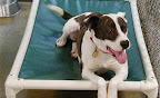 The Kuranda program allows donors to buy pet beds at a discount and have it shipped directly to the shelter of their choice.