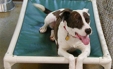 The Kuranda program allows donors to buy pet beds at a discount and have it shipped directly to the shelter of their choice. The Kuranda program allows donors to buy pet beds at a discount and have it shipped directly to the shelter of their choice.