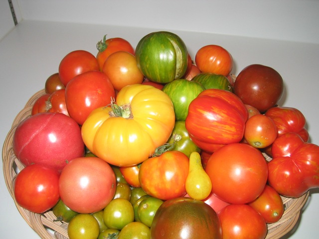 [Heirloom%2520Tomatoes%25202003%255B4%255D.jpg]