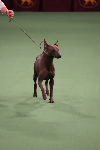 This year, there were six new breeds welcomed at Westminster, including Mexico’s amazing hairless Xoloitzcuintli.