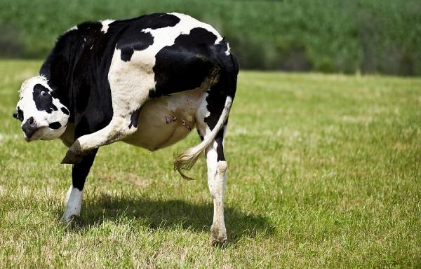 [Photo%2520Cow%2520passing%2520gas%2520image%2520from%2520Bigstock%255B4%255D.jpg]