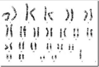 Bentuk kromosom