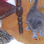 Here she is with Timmy.  He keeps his eye on her at all times, and plays with her a little bit.  He still kinda makes her a bit nervous, though not as nervous as Blu who she is quite afraid of.