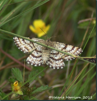 common-heath common-heath