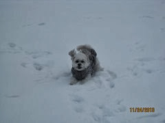 Snuggles likes the snow 3