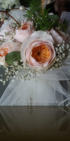 IMG_5697 IMG_5697