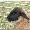 Sheep 003.jpg