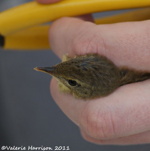 [5%2520grasshopper-warbler-1%255B2%255D.jpg]