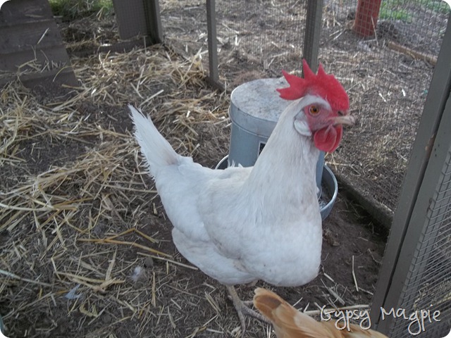 Leghorn