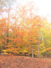 11.2011 Maine Otisfield maple trees in color