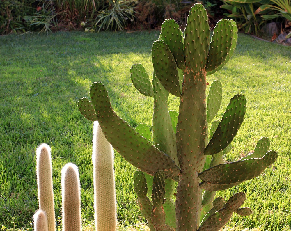 [120815_Consolea-rubescens%255B3%255D.jpg]