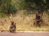South Africa - 147.JPG