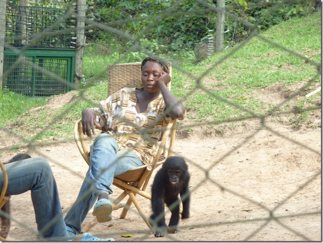 petits bonobos et mères de remplacement petits bonobos et mères de remplacement