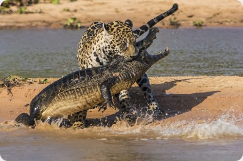 jaguar vs caiman6