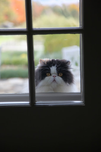 Francesca!  Sharkey!  I know that Princess Peony and I have done some very sly things to get you in trouble, but I really need to come inside now!