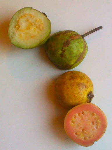 Guava shopping tip - look for one that's yellow; our green one wasn't quite ripe enough. Guava shopping tip - look for one that's yellow; our green one wasn't quite ripe enough.