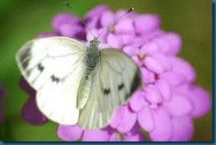 cabbage white butterfly cabbage white butterfly