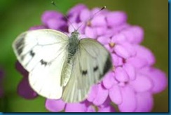 cabbage white butterfly