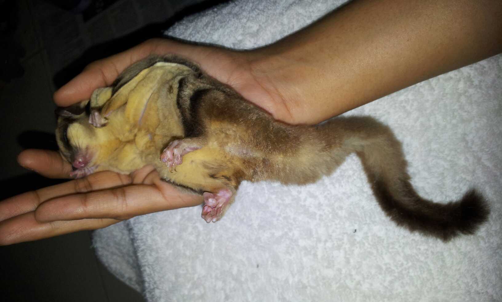 Sugar Glider Baby In Pouch Part 2 silampuneon
