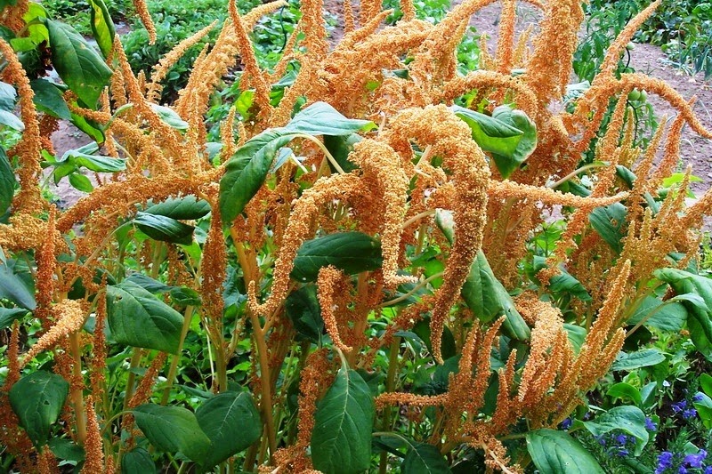 [Amaranthus-paniculatus-hot-biscuits4.jpg]