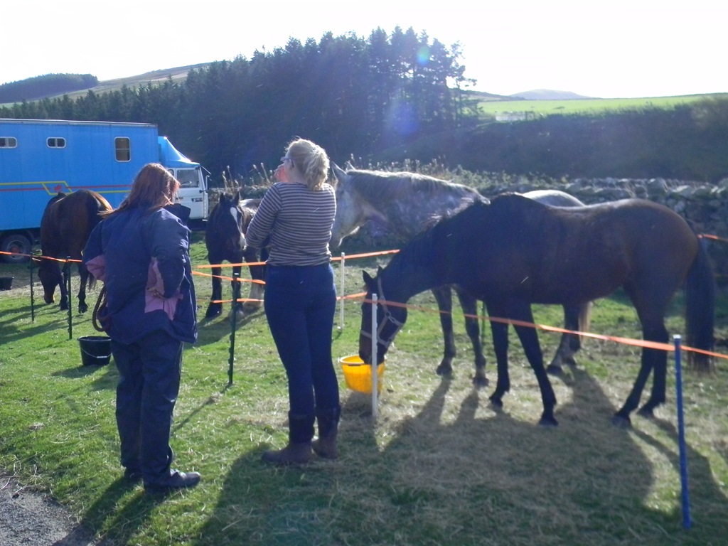 [Cheviots-Oct-2011-0144.jpg]