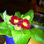Primrose