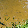 ryby w toni: klenie i jazie dsc01804.jpg