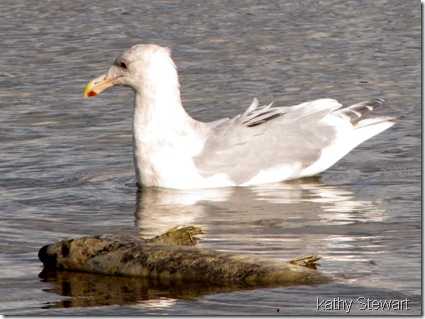 Windblown Glaucous-wing Gull