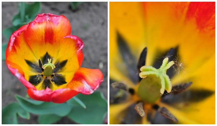 Orange Flowers