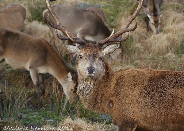 [29-red-deer%255B2%255D.jpg]