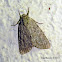 Yellow-haired Dagger Moth