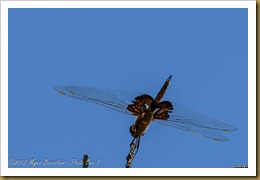 Black Saddlebags (Tramea lacerata)