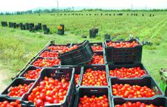 la culture des tomates