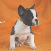 macho_bco_brindle1.jpg