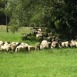 The Farm