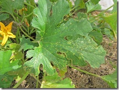 Leaf damage on zucchini