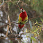 Eastern Rosella