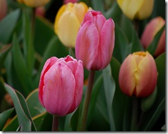 tulips8