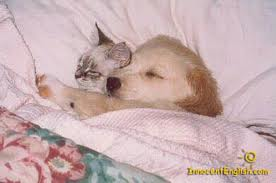 [cuddling%2520pets%255B2%255D.png]