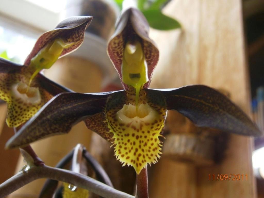 [OR%2520Catasetum%2520saccatum%255B3%255D.jpg]