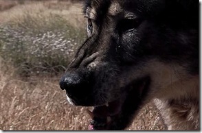 wolf-town-poster6