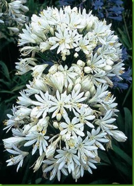 Agapanthus  Branco