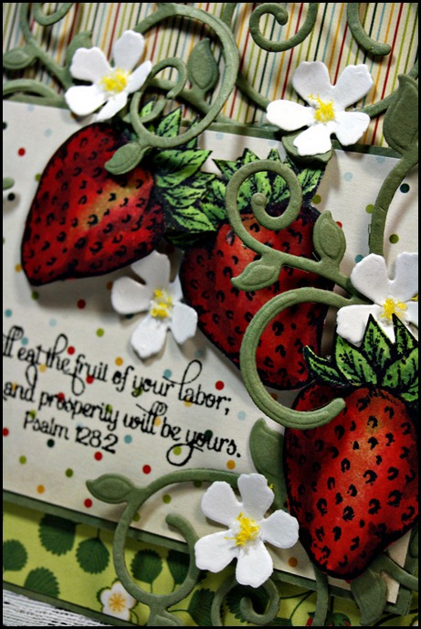 Strawberries-448sd