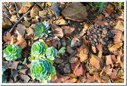 Mushrooms in my succulent bed