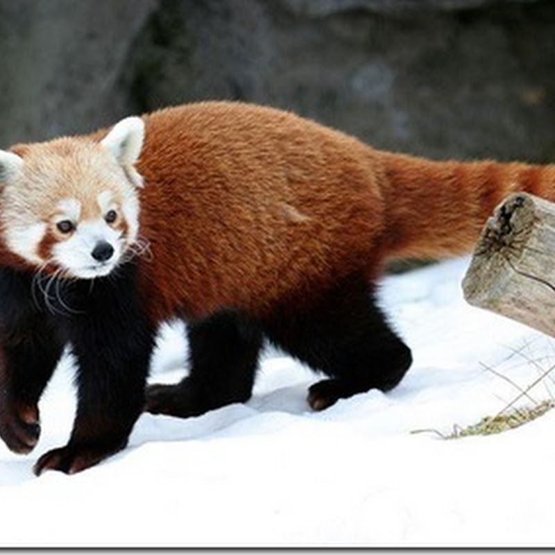 Panda rosu si dovleacul : video
