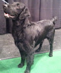 Flat Coated Retriever