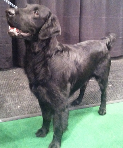 Flat Coated Retriever