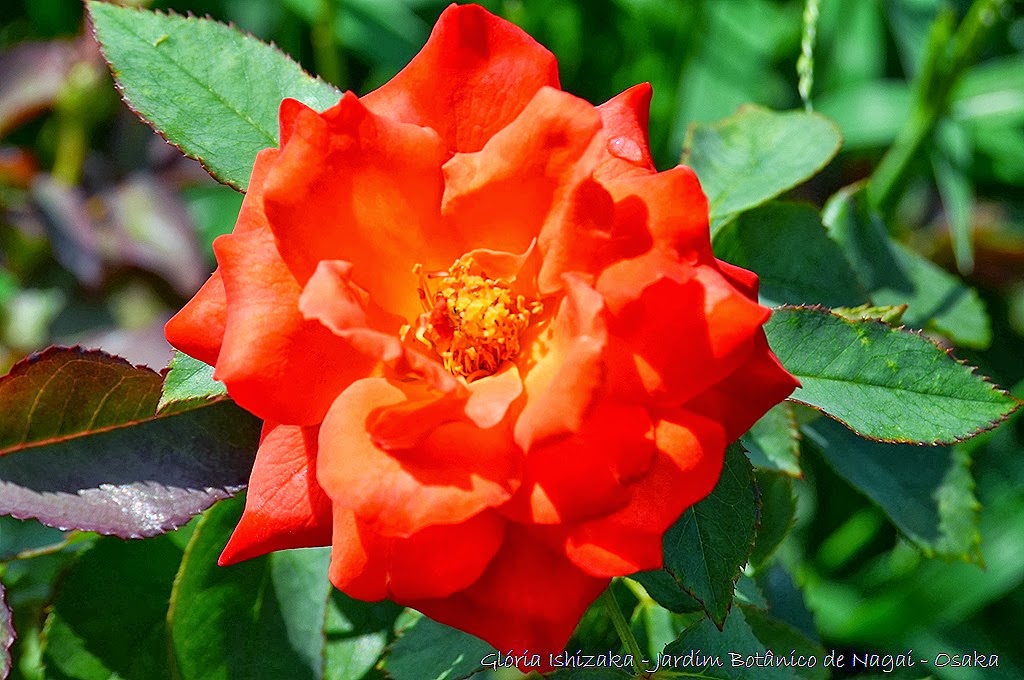 [22%2520-%2520Gl%25C3%25B3ria%2520Ishizaka%2520-%2520Rosas%2520do%2520Jardim%2520Bot%25C3%25A2nico%2520Nagai%2520-%2520Osaka%255B8%255D.jpg]